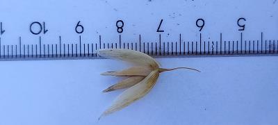 Click for 2 image(s) for this accession. Spikelet
